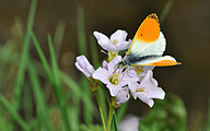 Orange Tip (Male, Anthocharis cardamines)